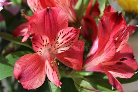 Beautifully Blooming Red Flowers In Sunlight Stock Image Image Of