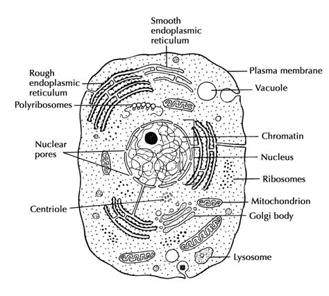 Cell Structure And Function Cells The Basic Units Of Life Siyavula
