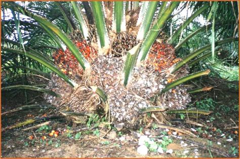 Jika tanaman jambu air belum berbuah, pemupukan sebaiknya dilakukan di awal musim hujan dengan memberikan pupuk kandang dan urea. Sawit Indonesia: Cara Perawatan Kelapa Sawit Agar Berbuah Banyak