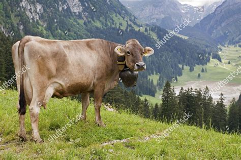 Swiss Braunvieh Cattle Bos Taurus Primigenius Editorial Stock Photo