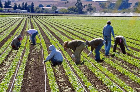 Services For Migrant Seasonal Farm Workers