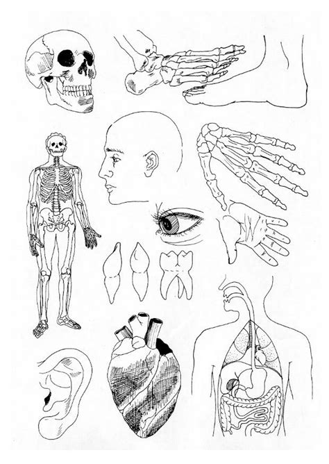 Human Body Sheets Coloring Pages