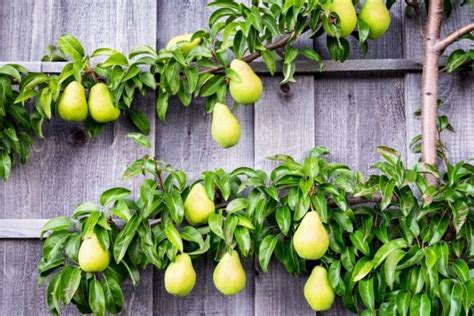 You Can Grow These Eight Dwarf Fruit Trees All By Yourself Growing