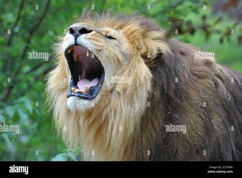 Lion Jungle Hi Res Stock Photography And Images Alamy