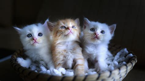 Download Wallpaper Three Cute Kittens 1600x900