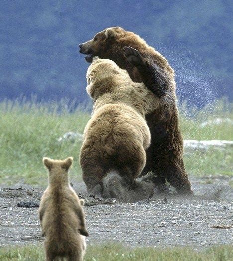 Mama Bear Protecting Her Cubs Rpics