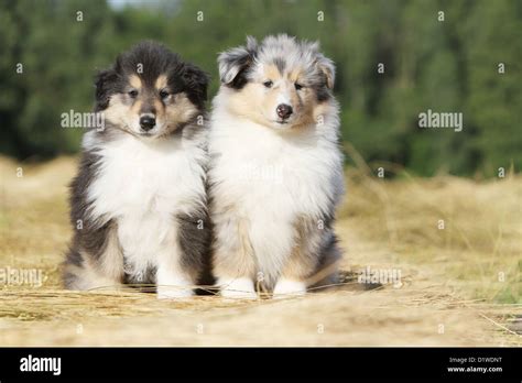 Dog Rough Collie Scottish Collie Two Puppies Tricolor Blue Merle