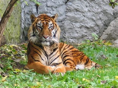 The wallace line, around which lies the wallacea transitional region, notionally divide. 10 Most Unique Wild Animals Found in Indonesia