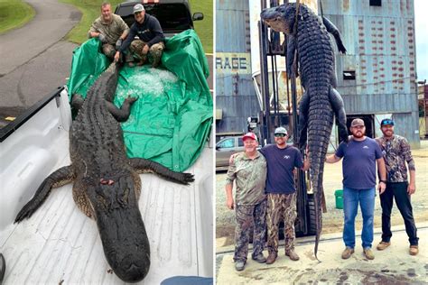 Massive 14ft Alligator Killed After 800lb Beast Dragged Terrified