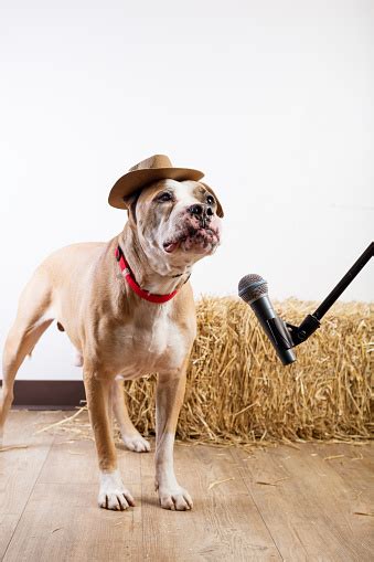 Dog Wearing Cowboy Hat Next To A Microphone Stock Photo Download