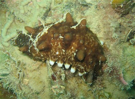 Dying leaves on cucumbers can be caused by several things, including just the age of the plant as it winds down for the season. Summer Series 7: Sea cucumber - the slug that dispels its ...
