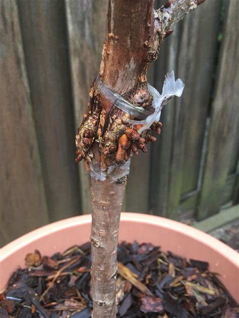 The Grafted Section Of My One Year Old Dwarf Cherry Tree Looks Like