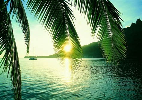 Wallpaper Green Palm Tree Near Body Of Water During Sunset Background