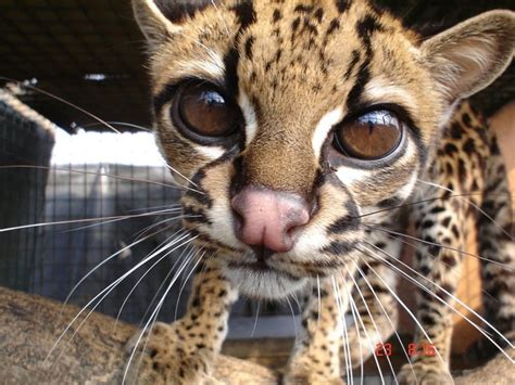 I Think Its Time We Talk About The Margay Small Wild Cats Cat Has