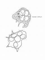 Amoeba Cells Getdrawings Drawing Microscopes Cell sketch template
