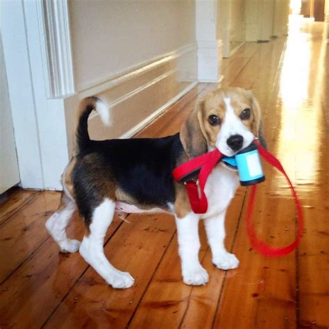 16 Amazing Facts About Beagles You Probably Never Knew Page 4 Of 6