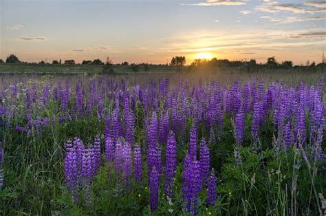 Sunset Over Meadow Of Lupine Filed Of Lupinus Stock Image Image Of
