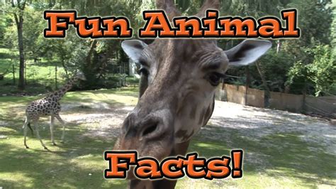 Scientists estimate that there are around 1,371,253 species of animal in the world today. Fun Animal Facts for Kids - YouTube