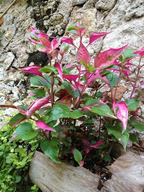 Anyone Recognize This Plant With Hot Pink Leaves In The Plant Id Forum