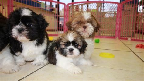 Puppies For Sale Local Breeders Darling Shih Tzu Puppies For Sale