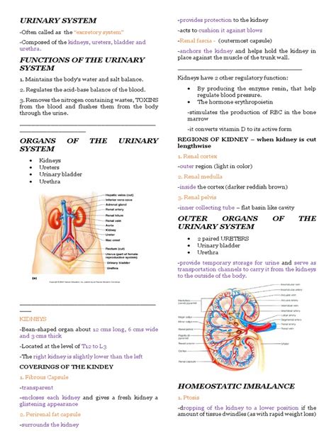 Urinary System Notes Kidney Organ Anatomy