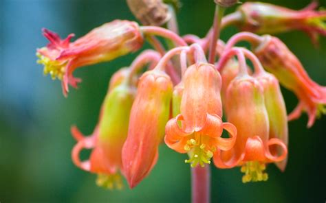 Maybe you would like to learn more about one of these? Hanging Succulent Flowers photograph by Terry Majamaki