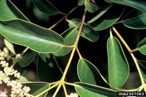 Glossy Privet Ligustrum Lucidum