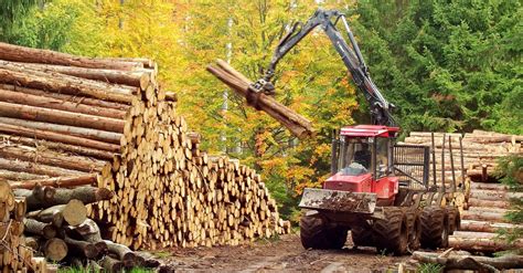 Injury Prevention Within The Logging Industry Work Fit Blog