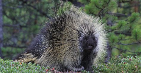 A Prickly Personality Porcupine Quills Are A Wonder Of Defensive