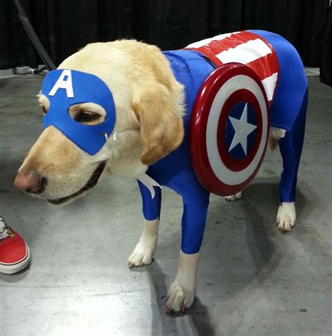 Big Dog Captain America Pet Costume Ubicaciondepersonascdmxgobmx