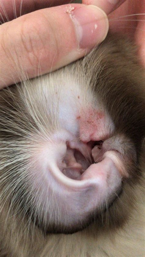 Home Remedies For Cats With Ear Mites Howstuffworks 51 Off