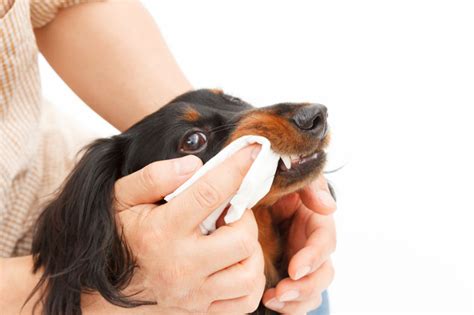 Jul 16, 2021 · your dog can use baking soda to clean their teeth. Dog Teeth Cleaning: 3 Tips That Don't Involve Brushing