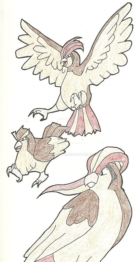 Pidgey Evolutions By Adastumae On Deviantart