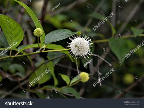 Cephalanthus Occidentalis Species Flowering Plant Coffee Stock Photo