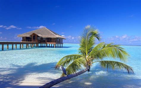 maldives resort beach palm trees sand birds bungalow walkway vacations sea tropical