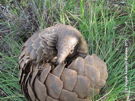 Pangolin meat is considered a delicacy in china and vietnam and their scales are used in traditional medicines. Pangolin Research Mundulea: Some videos of the pangolin ...