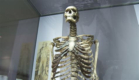 Irish giant's skeleton may finally be buried after being on display for ...