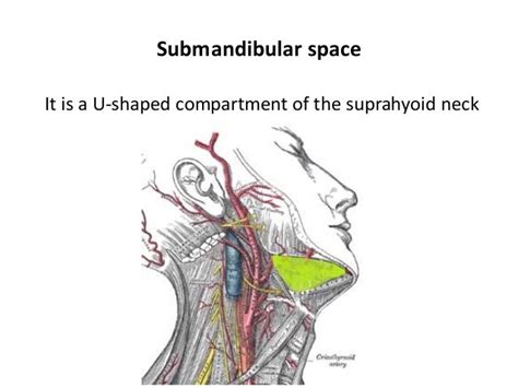 Surgical Anatomy Of Deep Neck Spaces
