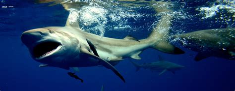 Shark Cage Diving Kzn Durban Shark Cage Diving Durban Shark Snorkeling