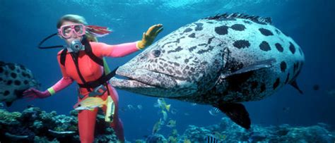 Great Barrier Reef Scuba Diving Tours Adventures Tips And Advice