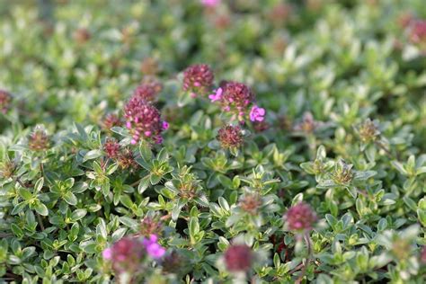 Creeping Red Thyme Plug Plants 3 Plants Per Pack Uk Garden