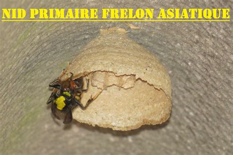 Cette année de nouveaux pièges seront testés et des vidéos nouvelles seront tournées. Frelon asiatique et frelon europeen