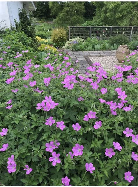 Geranium Endressii The Beth Chatto Gardens Good For Naturalising In