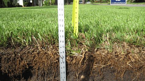 They both serve to help key nutrients like fertilizer, water or reduces water runoff or standing water. Thatch in St Augustine Lawns | I Love Turf