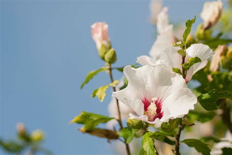 How To Grow And Care For The Flowering Rose Of Sharon Rose Of Sharon