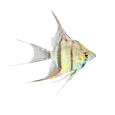 Angel Fish Png