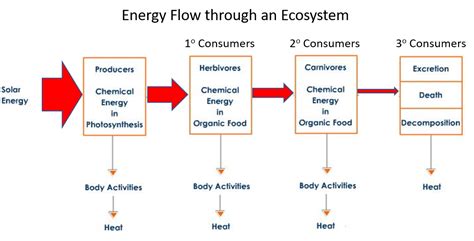 39 Ecosystem Energy Flow Diagram Wiring Diagram Images