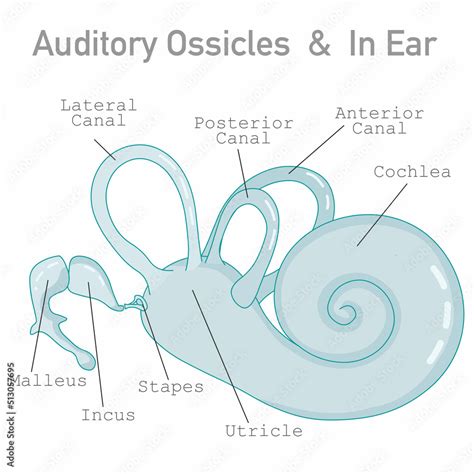 Auditory Ossicles Bony Labyrinth Cochlea Three Bone Malleus Hammer