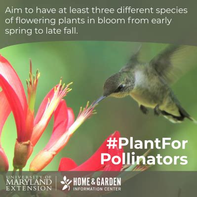 When selecting plants, choose those that bloom throughout the. Plant for Pollinators: 9 Ways to Attract and Help ...