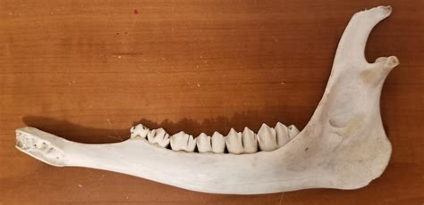 Finished Cleaning Up My First Bone Its A Deer Jawbone I Recovered